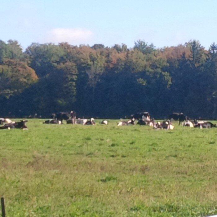 casmurholsteins Profile Picture