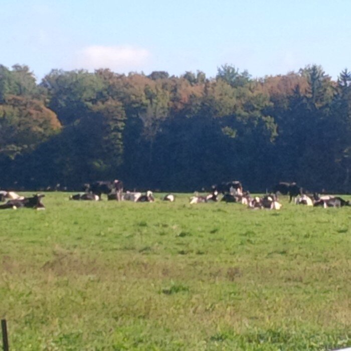 50 cow dairy farm in the north end of Oxford County. In the process of building a Britespan 2 GEA robot barn.