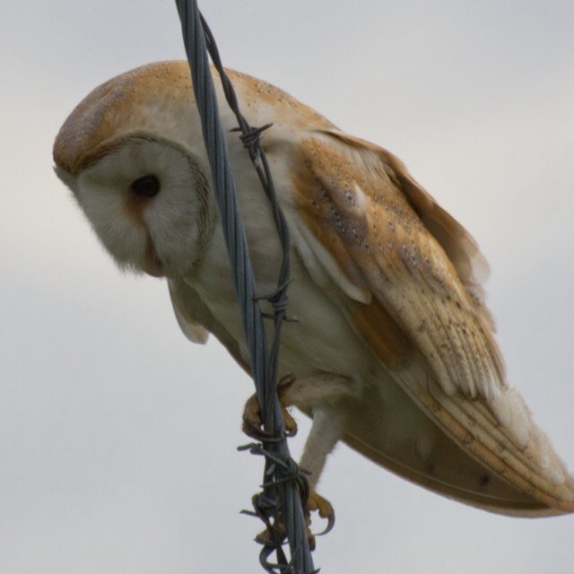 Golfer, Birder and West Ham supporter. Member @westerhamGC “””””””””“Memories are better than dreams”