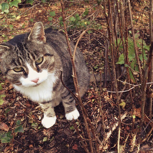I am the Ithacat... and you're gonna hear me roar.