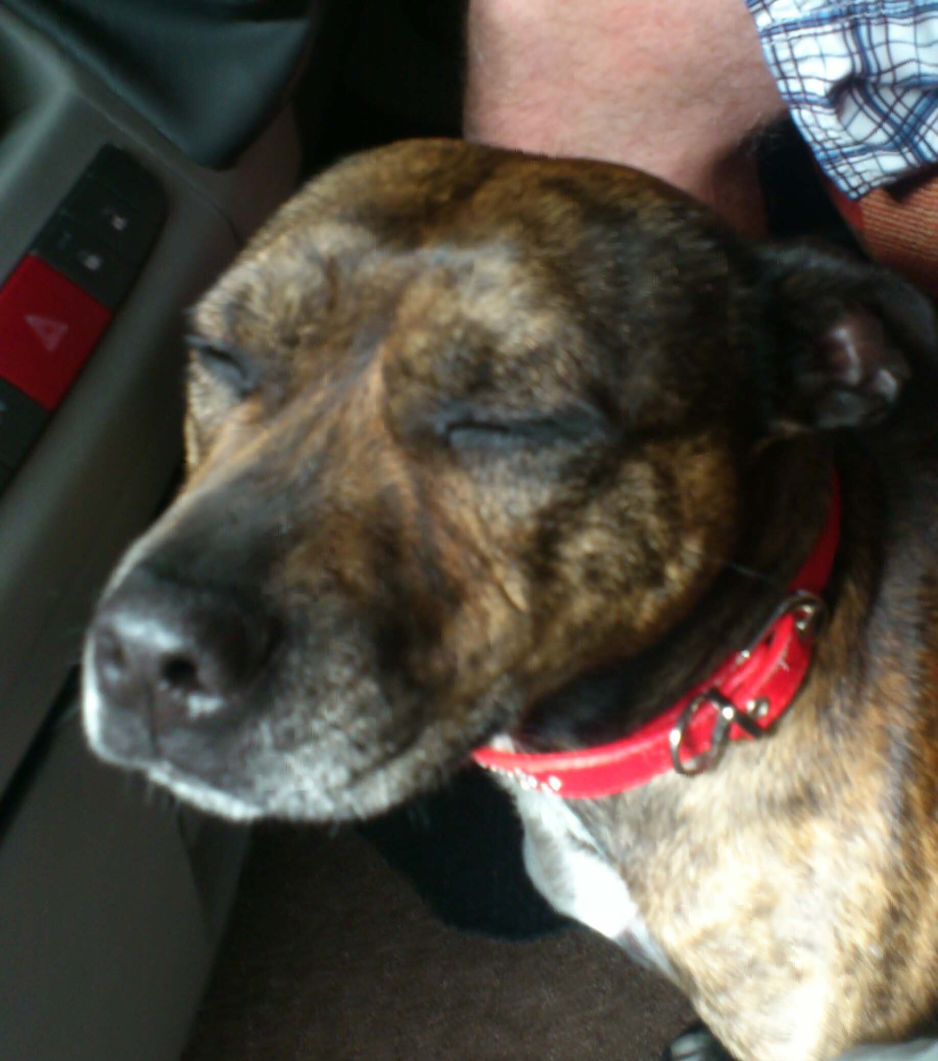 An eight year old staffie, making the most of life