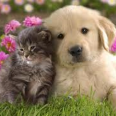 🐈Pet products🐕‍🦺 designed by pet lovers 😻 for pet lovers.
Committed to the Health & Happiness of Pets. 🐶😸
Click the link 👇 to visit our Amazon store!
