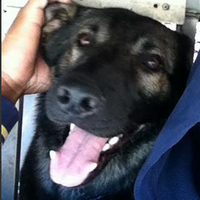 PPD K9 Thor (@ppdk9thor) 's Twitter Profile
