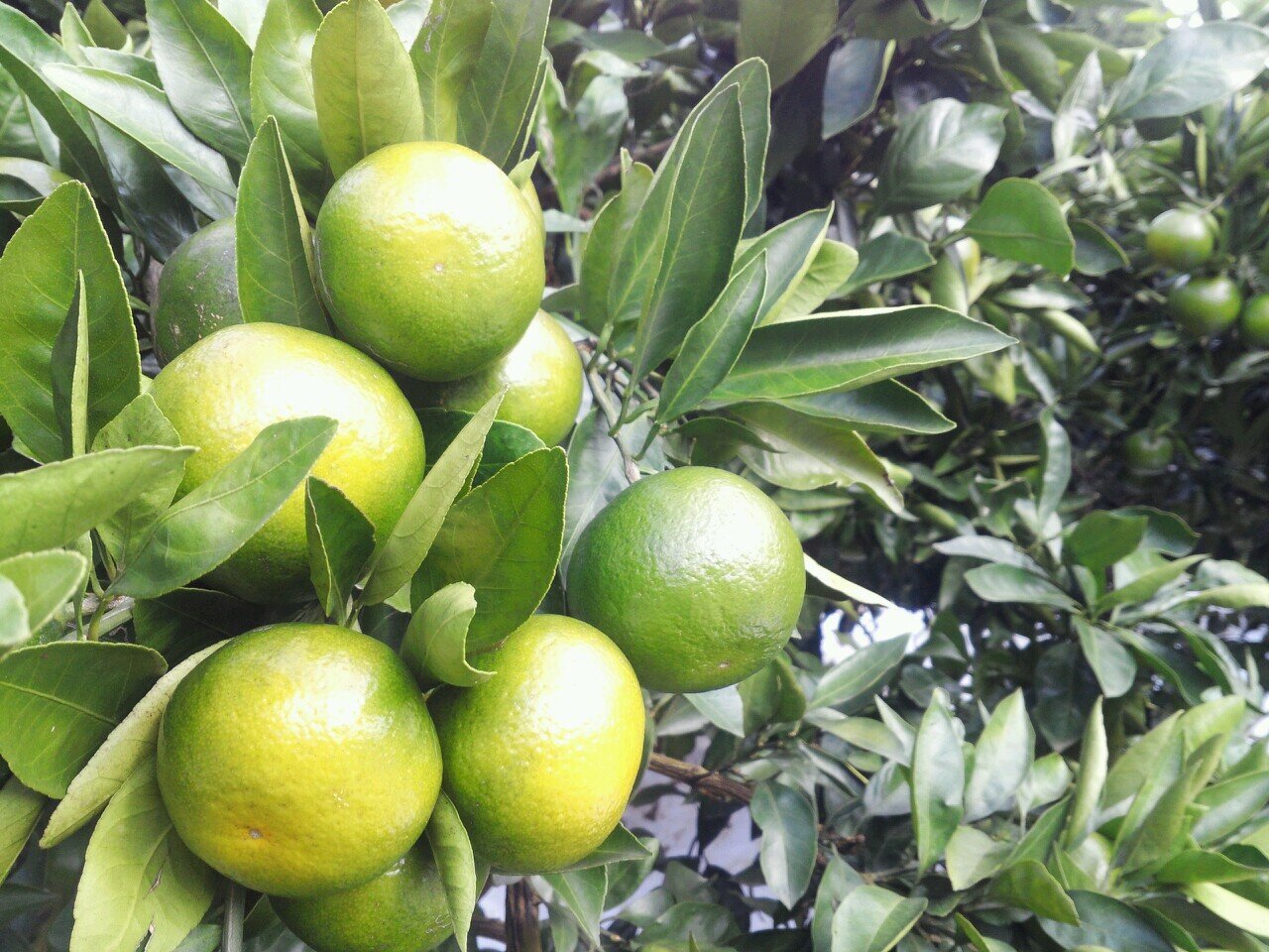 visalimfarm89's profile picture. 안녕하세요? 제주도 조천읍/구좌읍에서 친환경 감귤/레드,골드,그린키위/콜라비 재배 생산합니다