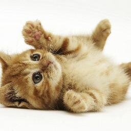 動物のかわいい動画が大好きです。