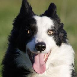 We aim to provide a great, family-friendly site for pet lovers of all ages.