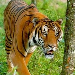 folow and help us keep the stripes alive
