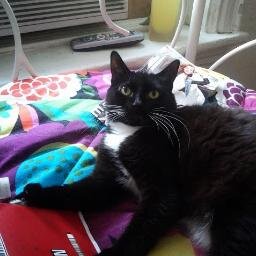 Jocelyn Woods works for famous scientists. She lives in Boston with her tuxedo cat, Olivia, who is in recovery from catnip abuse disorder.