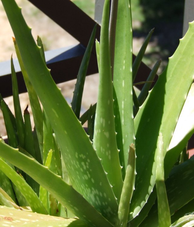 Foreverlivleam's profile picture. All natural Aloe Vera based health and beauty products