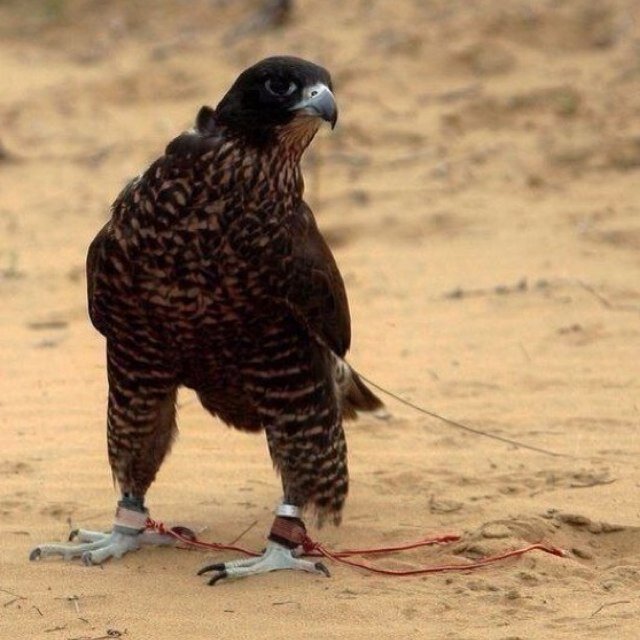 faisel10jaalaab's profile picture. ‏طَالبْ جامَعي ... بأذن اَلله سوف اُحقق ما اتمناهـ ..!