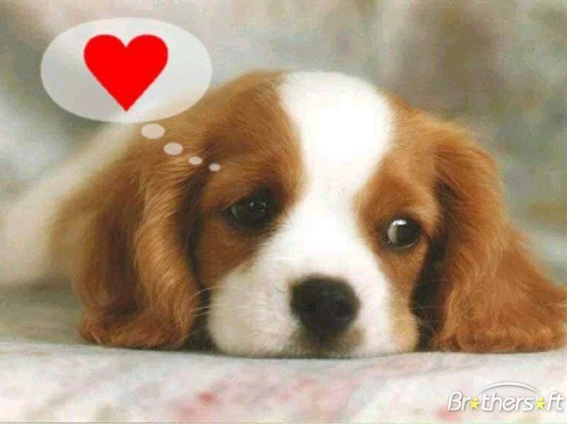 J,aime la nature, les animaux, la photogrphie et le hockey,,,les Canadiens!
