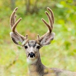 DAS Jagdportal rund um die Jagd, http://t.co/0HLnSsPVzJ, http://t.co/rmLTKxuqmY und vieles mehr...