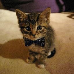 instant pets! we find it impossible to believe someone couldn't like cats or dogs.