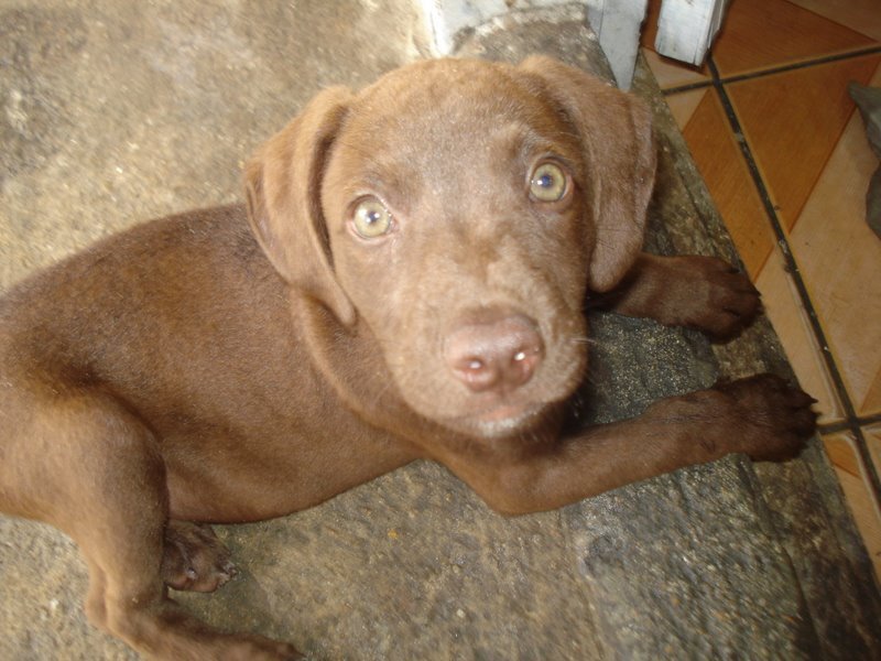 paulodariel's profile picture. 