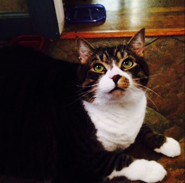 One cat's journey from hungry, to really hungry.