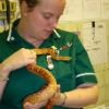 LauraAtUnitec's profile picture. Vet Nurse, Lecturer at Unitec