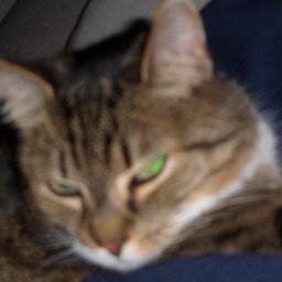 FuzzeeCat's profile picture. expert napper, chatty catty, snicky-snack connoisseur