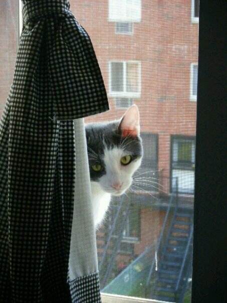 killagorilla36's profile picture. 