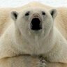 runningglate's profile picture. I am a legal alien