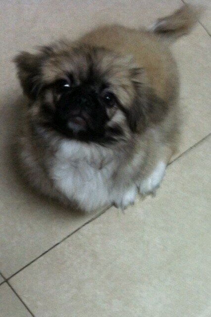 Only DOGS love with: No Guile, No Falseness, No Ulterior Motives, No Conditions and No Limits! True Love!
