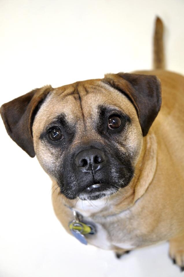 SmooshyFaceDog's profile picture. Rescue. Cat Supervisor. Crumb Detector.
Breaking rules since 2010.