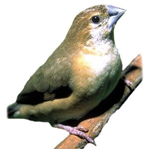 We are the Finches. Fly with us. Once a Finch, forever a Finch.