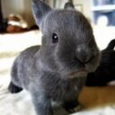 leanne hanson - @peppicat - Twitter