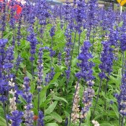 atchimaT's profile picture. Whom he did predestinate, them he also called.
Romans 8:30