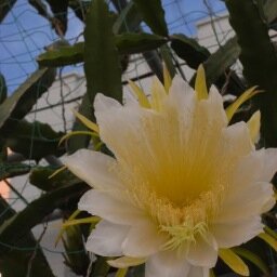 花が好き、人が好き!でも沖縄は、いま戦場/島の女として訴える/#パンダはいらない #中国共産党 出て行け!/#デニー キモぃ!/那覇在住 #台湾 #ベトナム #フィリピン #中国 #チベット #ウィグル #満洲 #モンゴル