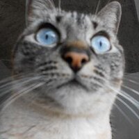 nolcor # DUI (@nolcor1) 's Twitter Profile Photo