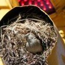 Rose Ayers - @Street_Sparrow - Twitter