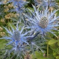 lynne richardson🇺🇦 (@51goats) 's Twitter Profile