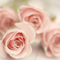 اناا فتاهَه مُبتسمهہ اسَاامح كثيرا اعشق الاطفال♡ سَمآع مآيضايقني كَ : آنسيآب خُصلہ من شّعري على عيني ، آمررهآ خَلف آذني ثم آمضِي فـِ قلبہَ ♡