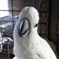 ｈｒｋ先生 (@prof_hrk) 's Twitter Profile Photo