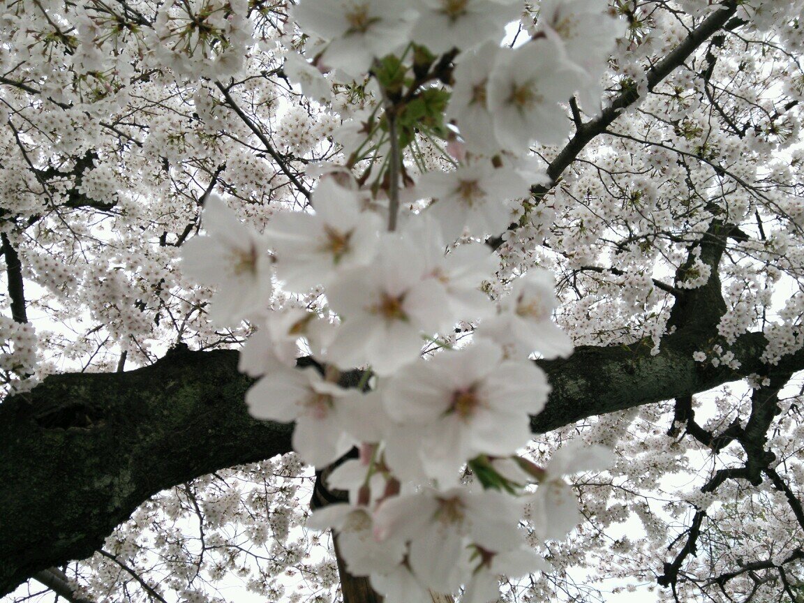 日本文化は素晴らしい♪