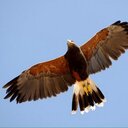 adrian parrish - @parrish1365 - Twitter