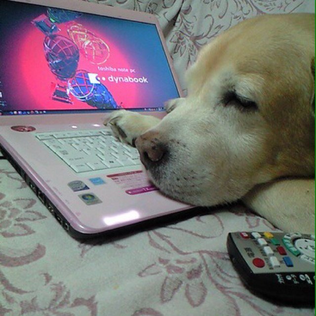 indhi123's profile picture. 元idがどうしても、ログインできないので緊急に作りました。