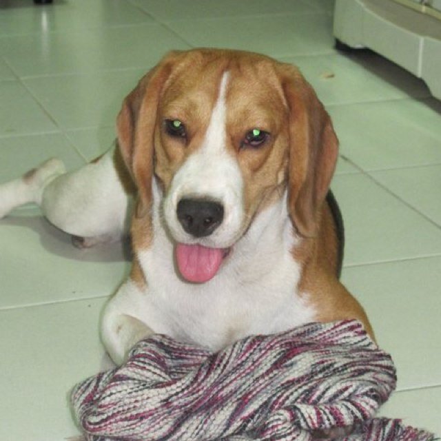 8Rajah's profile picture. 