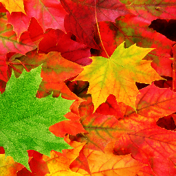 Amazing pics of autumn.