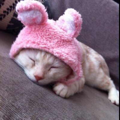 癒される犬 猫画像 Dog2525cat Twitter