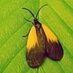 Jenn Forman Orth (@invasivespecies) Twitter profile photo