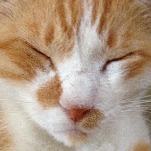 InfoEisuke's profile picture. 拙者、英助と申す。英語を勉学する者を助け候。英語の瓦版(ニュース)を気楽に読める辞書、単語帳を無償にて供応しておる。されど、拙者いまだ半人前ゆえ、いささかの不覚は平にご容赦を。何かと宜しくお願いいたす。