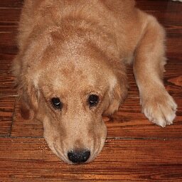 LeshaElsenbrook's profile picture. Real, Restless and Relational (but not always ready!) Loves life, the Lord, family, friends and my dogs!