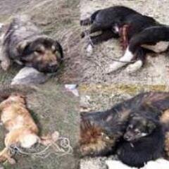 KopekleriKoruma's profile picture. Köpekler hakkında yeni bir proje başlatıyorum bireysel olarak(LÜTFEN BİZELERE DESDEKÇİ OLUN)