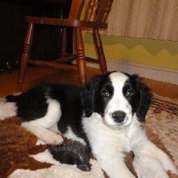 Alfie_Sprolly's profile picture. Now mainly a Dog