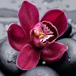 Amarjothisankar's profile picture. 