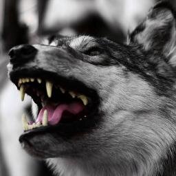 bbastisk8's profile picture. 