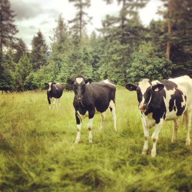 Retired cheese maker enjoying life!