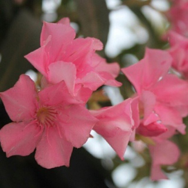 ~ ♡ جنان الفردوس غايتي ولحبها تغريدي ♡ ~ { أحب المجد وأنا من أهلها }