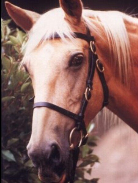 Princesa Yegua,mi dueña Xena:La princesa Guerrera.Voy donde vaya ella...Si eres un caballo guapo llamame;) #SpanishFakeXenaverse